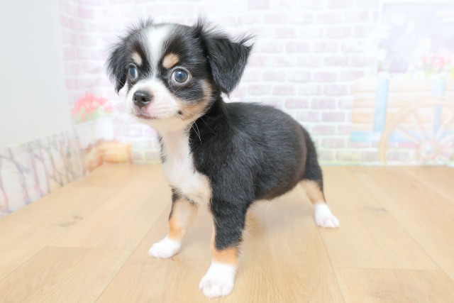 福島県のチワワ(ロング) (Coo&RIKU郡山店/2026年4月27日生まれ/男の子/ブラックタンホワイト)の子犬の2枚目の画像