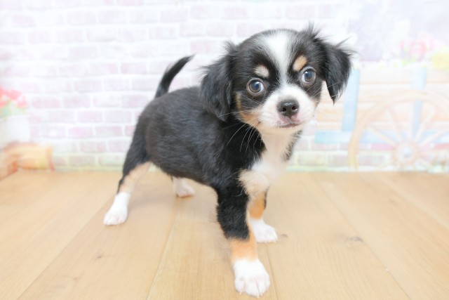 福島県のチワワ(ロング) (Coo&RIKU郡山店/2026年4月27日生まれ/男の子/ブラックタンホワイト)の子犬の3枚目の画像