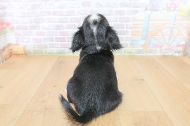 福島県のチワワ(ロング) (Coo&RIKU郡山店/2026年4月27日生まれ/男の子/ブラックタンホワイト)の子犬の4枚目の画像