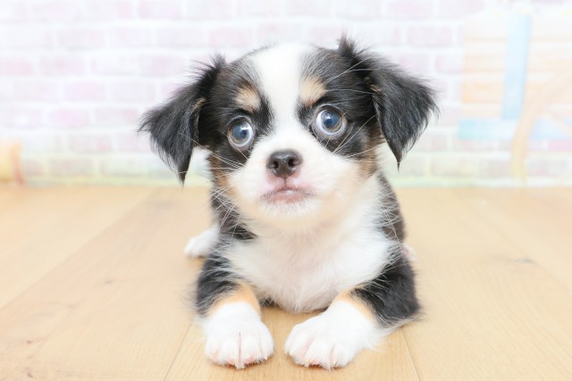 福島県のチワワ(ロング) (Coo&RIKUいわき店/2026年4月27日生まれ/男の子/ブラックタンホワイト)の子犬の1枚目の画像
