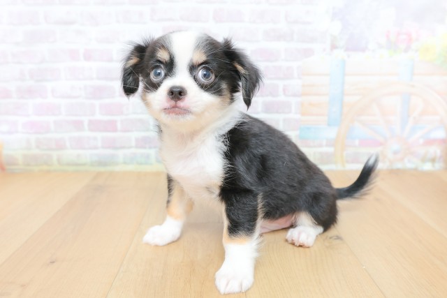 福島県のチワワ(ロング) (Coo&RIKUいわき店/2026年4月27日生まれ/男の子/ブラックタンホワイト)の子犬の2枚目の画像