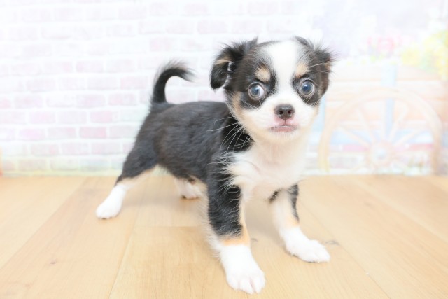 福島県のチワワ(ロング) (Coo&RIKUいわき店/2026年4月27日生まれ/男の子/ブラックタンホワイト)の子犬の3枚目の画像
