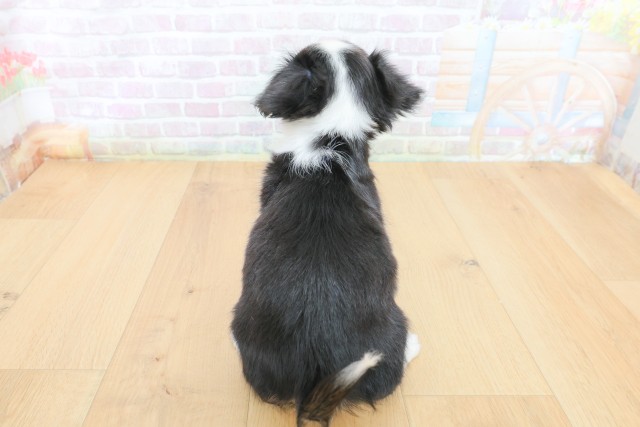 福島県のチワワ(ロング) (Coo&RIKUいわき店/2026年4月27日生まれ/男の子/ブラックタンホワイト)の子犬の4枚目の画像