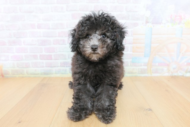 宮城県のトイプードル(トイ) (Coo&RIKU仙台太白店/2026年4月29日生まれ/女の子/シルバー)の子犬の1枚目の画像