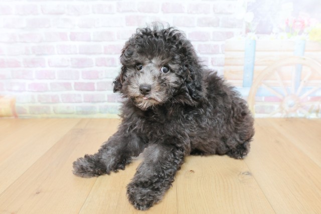 宮城県のトイプードル(トイ) (Coo&RIKU仙台太白店/2026年4月29日生まれ/女の子/シルバー)の子犬の2枚目の画像