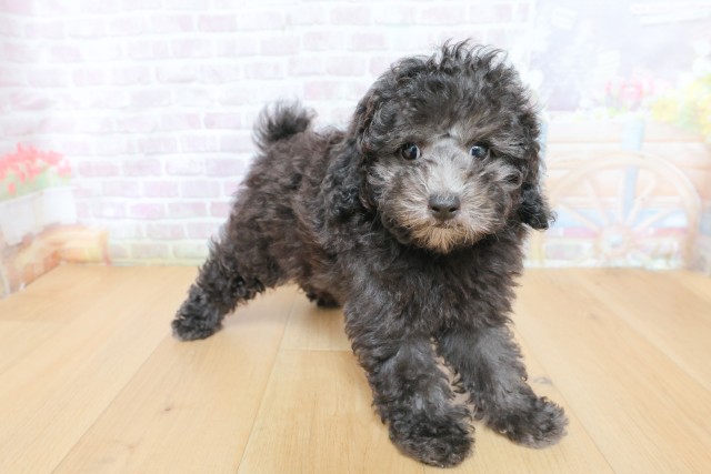宮城県のトイプードル(トイ) (Coo&RIKU仙台太白店/2026年4月29日生まれ/女の子/シルバー)の子犬の3枚目の画像