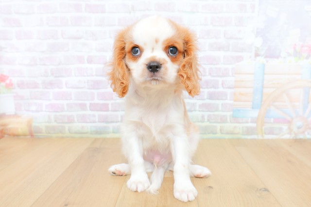 宮城県のキャバリアキングチャールズスパニエル (Coo&RIKUイオンタウン古川店/2026年4月29日生まれ/男の子/ブレンハイム)の子犬の1枚目の画像