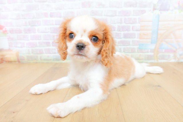 宮城県のキャバリアキングチャールズスパニエル (Coo&RIKUイオンタウン古川店/2026年4月29日生まれ/男の子/ブレンハイム)の子犬の2枚目の画像