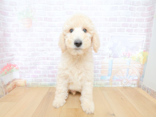 神奈川県のスタンダードプードル (Coo&RIKU相模原店/2026年4月30日生まれ/男の子/クリーム)の子犬の1枚目の画像