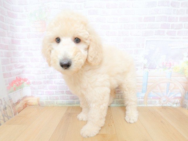 神奈川県のスタンダードプードル (Coo&RIKU相模原店/2026年4月30日生まれ/男の子/クリーム)の子犬の2枚目の画像