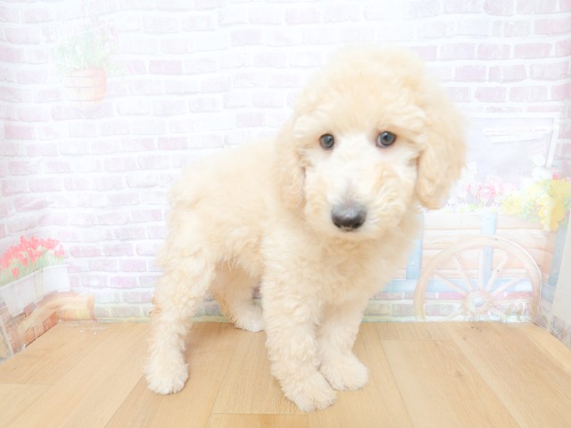 神奈川県のスタンダードプードル (Coo&RIKU相模原店/2026年4月30日生まれ/男の子/クリーム)の子犬の3枚目の画像