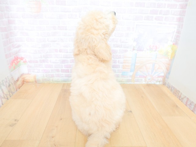 神奈川県のスタンダードプードル (Coo&RIKU相模原店/2026年4月30日生まれ/男の子/クリーム)の子犬の4枚目の画像