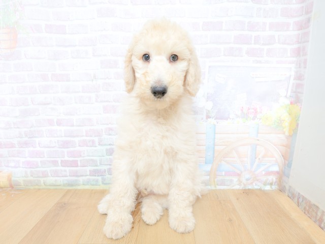 千葉県のスタンダードプードル (Coo&RIKU東船橋店/2026年4月30日生まれ/男の子/クリーム)の子犬の1枚目の画像