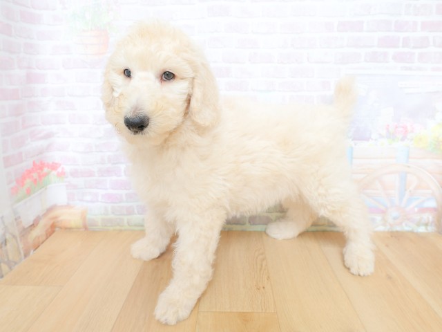 千葉県のスタンダードプードル (Coo&RIKU東船橋店/2026年4月30日生まれ/男の子/クリーム)の子犬の2枚目の画像