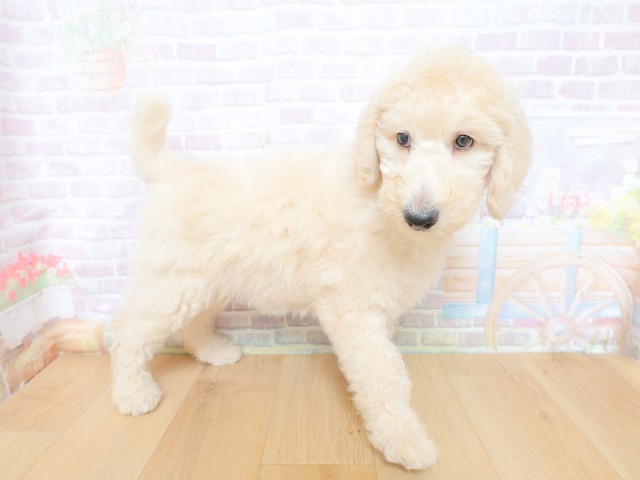 千葉県のスタンダードプードル (Coo&RIKU東船橋店/2026年4月30日生まれ/男の子/クリーム)の子犬の3枚目の画像