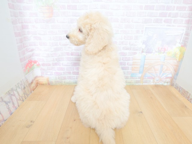 千葉県のスタンダードプードル (Coo&RIKU東船橋店/2026年4月30日生まれ/男の子/クリーム)の子犬の4枚目の画像