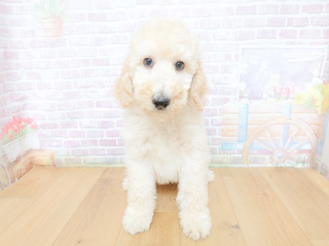 東京都のスタンダードプードル (Coo&RIKU江戸川店/2026年4月30日生まれ/男の子/クリーム)の子犬の1枚目の画像
