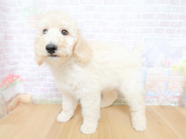 東京都のスタンダードプードル (Coo&RIKU江戸川店/2026年4月30日生まれ/男の子/クリーム)の子犬の2枚目の画像