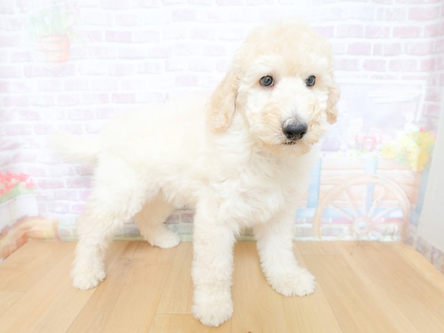 東京都のスタンダードプードル (Coo&RIKU江戸川店/2026年4月30日生まれ/男の子/クリーム)の子犬の3枚目の画像
