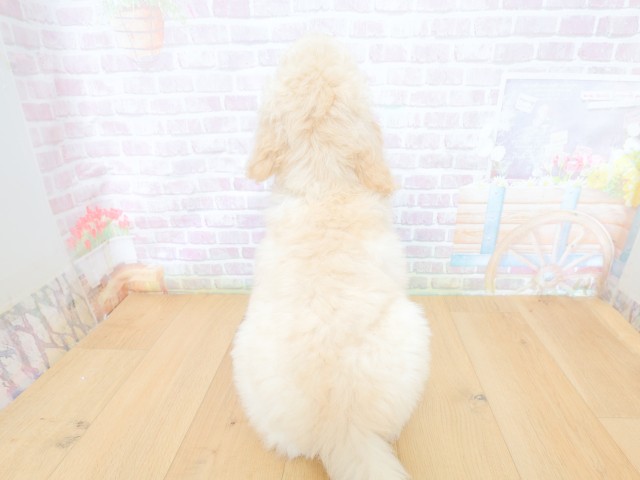 東京都のスタンダードプードル (Coo&RIKU江戸川店/2026年4月30日生まれ/男の子/クリーム)の子犬の4枚目の画像