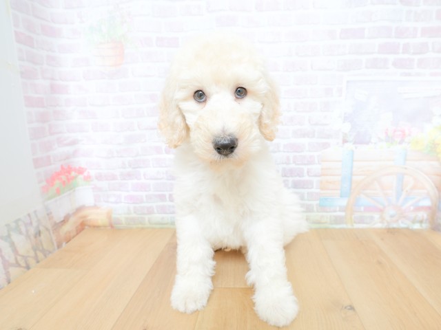 栃木県のスタンダードプードル (Coo&RIKU宇都宮店/2026年4月30日生まれ/男の子/クリーム)の子犬