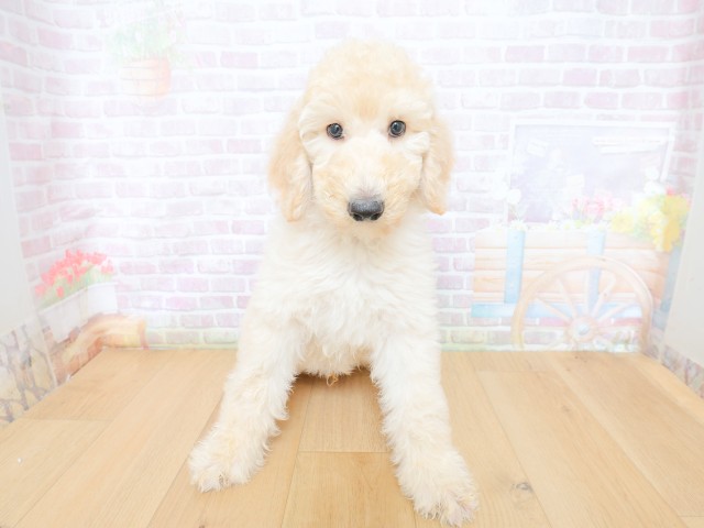 埼玉県のスタンダードプードル (Coo&RIKU川口戸塚店/2026年4月30日生まれ/男の子/クリーム)の子犬の1枚目の画像