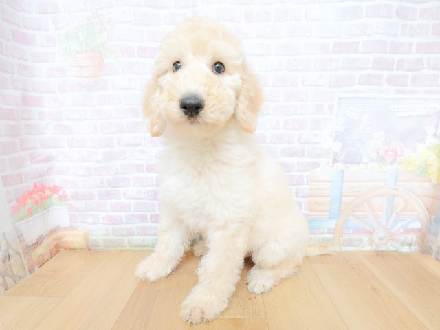 埼玉県のスタンダードプードル (Coo&RIKU川口戸塚店/2026年4月30日生まれ/男の子/クリーム)の子犬の2枚目の画像