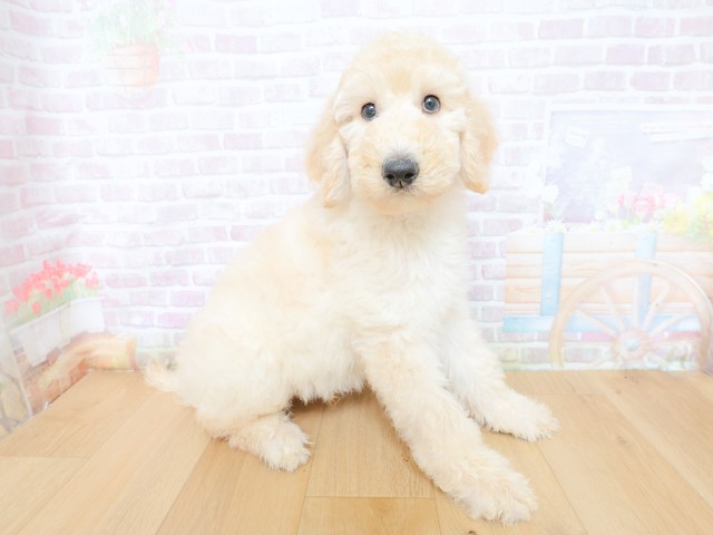 埼玉県のスタンダードプードル (Coo&RIKU川口戸塚店/2026年4月30日生まれ/男の子/クリーム)の子犬の3枚目の画像