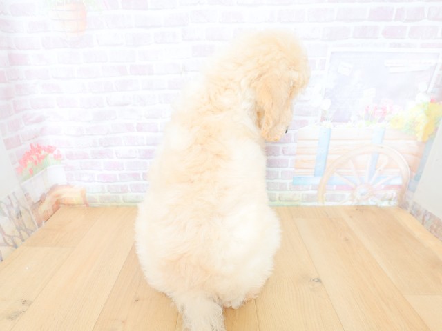 埼玉県のスタンダードプードル (Coo&RIKU川口戸塚店/2026年4月30日生まれ/男の子/クリーム)の子犬の4枚目の画像