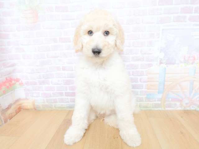 長野県のスタンダードプードル (Coo&RIKU長野店/2026年4月30日生まれ/女の子/クリーム)の子犬の1枚目の画像