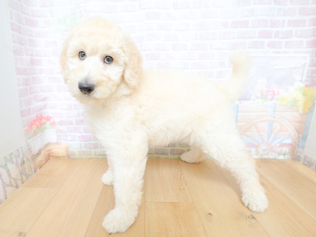 長野県のスタンダードプードル (Coo&RIKU長野店/2026年4月30日生まれ/女の子/クリーム)の子犬の2枚目の画像