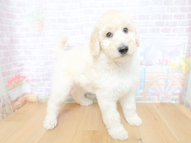 長野県のスタンダードプードル (Coo&RIKU長野店/2026年4月30日生まれ/女の子/クリーム)の子犬の3枚目の画像