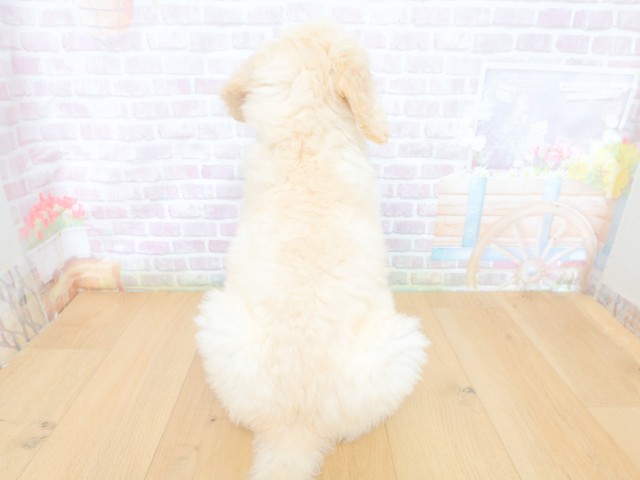 長野県のスタンダードプードル (Coo&RIKU長野店/2026年4月30日生まれ/女の子/クリーム)の子犬の4枚目の画像