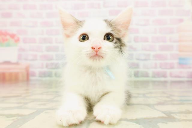 北海道のメインクーン (Coo&RIKU室蘭店/2026年5月1日生まれ/男の子/ブラウンタビーホワイト)の子猫