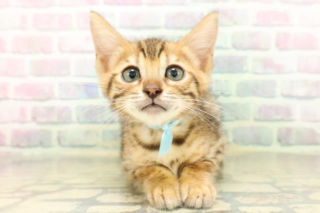 新潟県のベンガル (Coo&RIKU新潟東店/2026年4月24日生まれ/男の子/ブラウンスポットタビー)の子猫の1枚目の画像