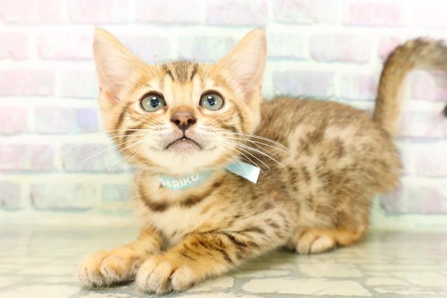 新潟県のベンガル (Coo&RIKU新潟東店/2026年4月24日生まれ/男の子/ブラウンスポットタビー)の子猫の2枚目の画像
