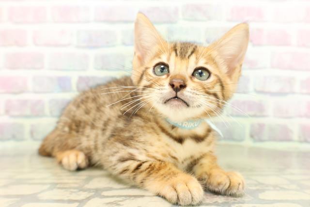 新潟県のベンガル (Coo&RIKU新潟東店/2026年4月24日生まれ/男の子/ブラウンスポットタビー)の子猫の3枚目の画像