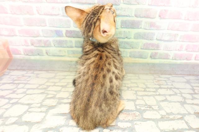 新潟県のベンガル (Coo&RIKU新潟東店/2026年4月24日生まれ/男の子/ブラウンスポットタビー)の子猫の4枚目の画像