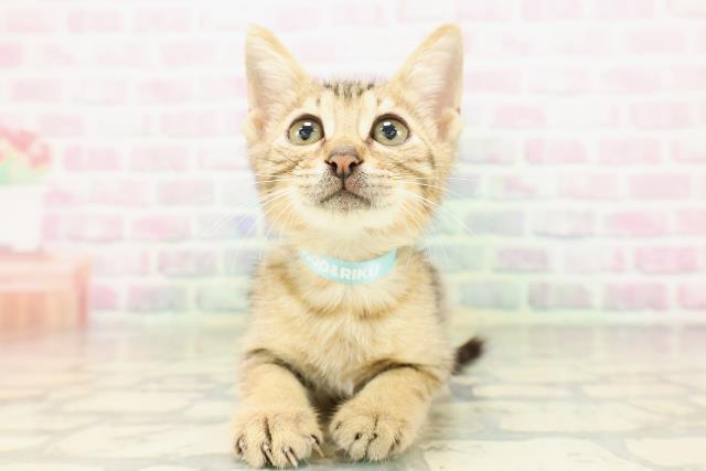 東京都のエジプシャンマウ (Coo&RIKU池袋西口店/2026年4月25日生まれ/男の子/ブロンズ)の子猫の1枚目の画像