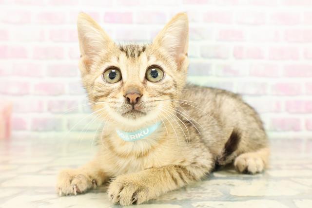 東京都のエジプシャンマウ (Coo&RIKU池袋西口店/2026年4月25日生まれ/男の子/ブロンズ)の子猫の2枚目の画像
