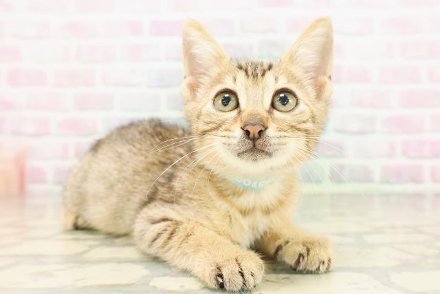 東京都のエジプシャンマウ (Coo&RIKU池袋西口店/2026年4月25日生まれ/男の子/ブロンズ)の子猫の3枚目の画像