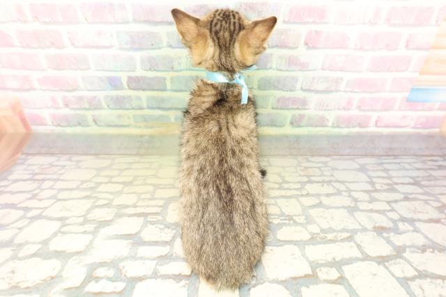 東京都のエジプシャンマウ (Coo&RIKU池袋西口店/2026年4月25日生まれ/男の子/ブロンズ)の子猫の4枚目の画像