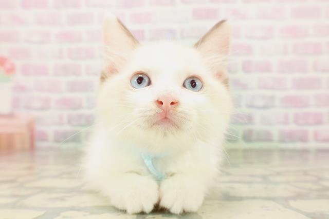青森県のラグドール (Coo&RIKU八戸店/2026年4月26日生まれ/男の子/シールポイントバイカラー)の子猫の1枚目の画像