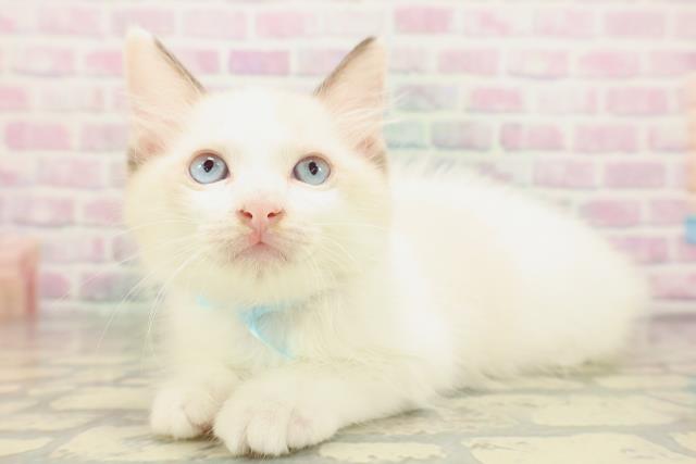 青森県のラグドール (Coo&RIKU八戸店/2026年4月26日生まれ/男の子/シールポイントバイカラー)の子猫の2枚目の画像