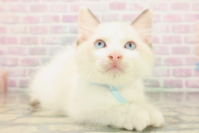 青森県のラグドール (Coo&RIKU八戸店/2026年4月26日生まれ/男の子/シールポイントバイカラー)の子猫の3枚目の画像