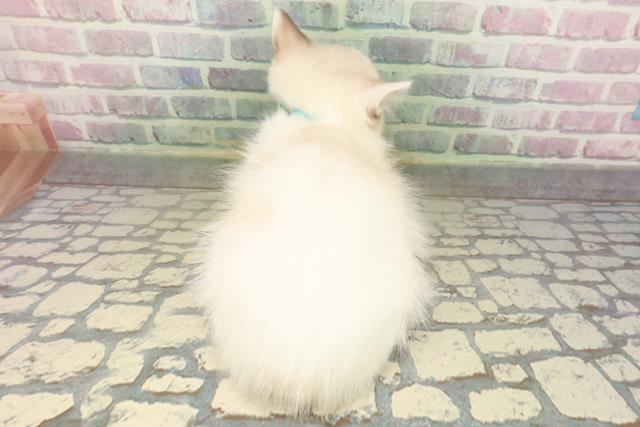 青森県のラグドール (Coo&RIKU八戸店/2026年4月26日生まれ/男の子/シールポイントバイカラー)の子猫の4枚目の画像