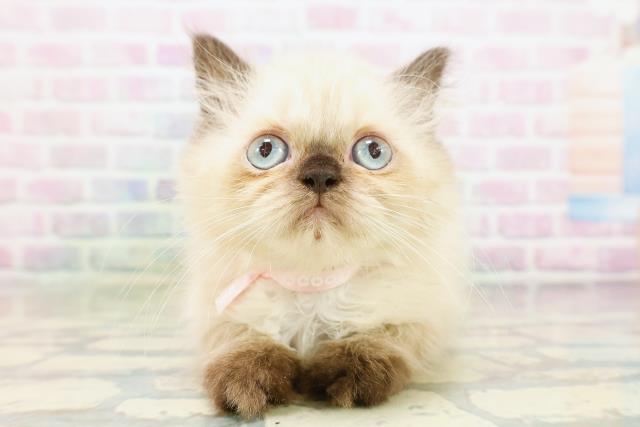 青森県のヒマラヤン (Coo&RIKU八戸店/2026年4月21日生まれ/女の子/シールポイント)の子猫の1枚目の画像