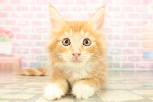 青森県のメインクーン (Coo&RIKU青森店/2026年4月30日生まれ/男の子/レッドタビーホワイト)の子猫の1枚目の画像