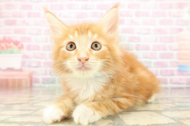 青森県のメインクーン (Coo&RIKU青森店/2026年4月30日生まれ/男の子/レッドタビーホワイト)の子猫の2枚目の画像