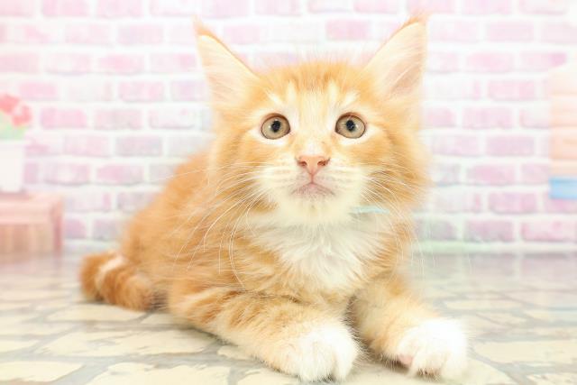 青森県のメインクーン (Coo&RIKU青森店/2026年4月30日生まれ/男の子/レッドタビーホワイト)の子猫の3枚目の画像